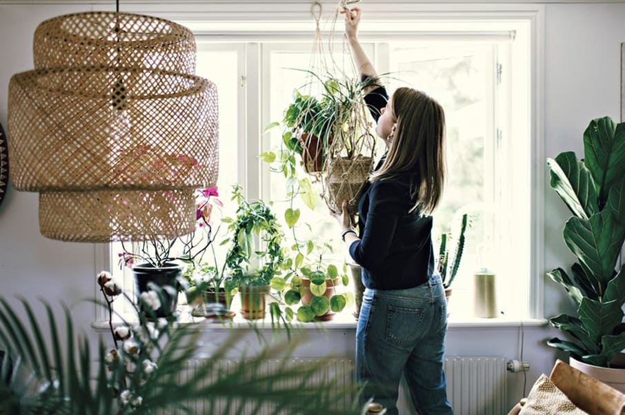 comment accrocher une plante suspendue