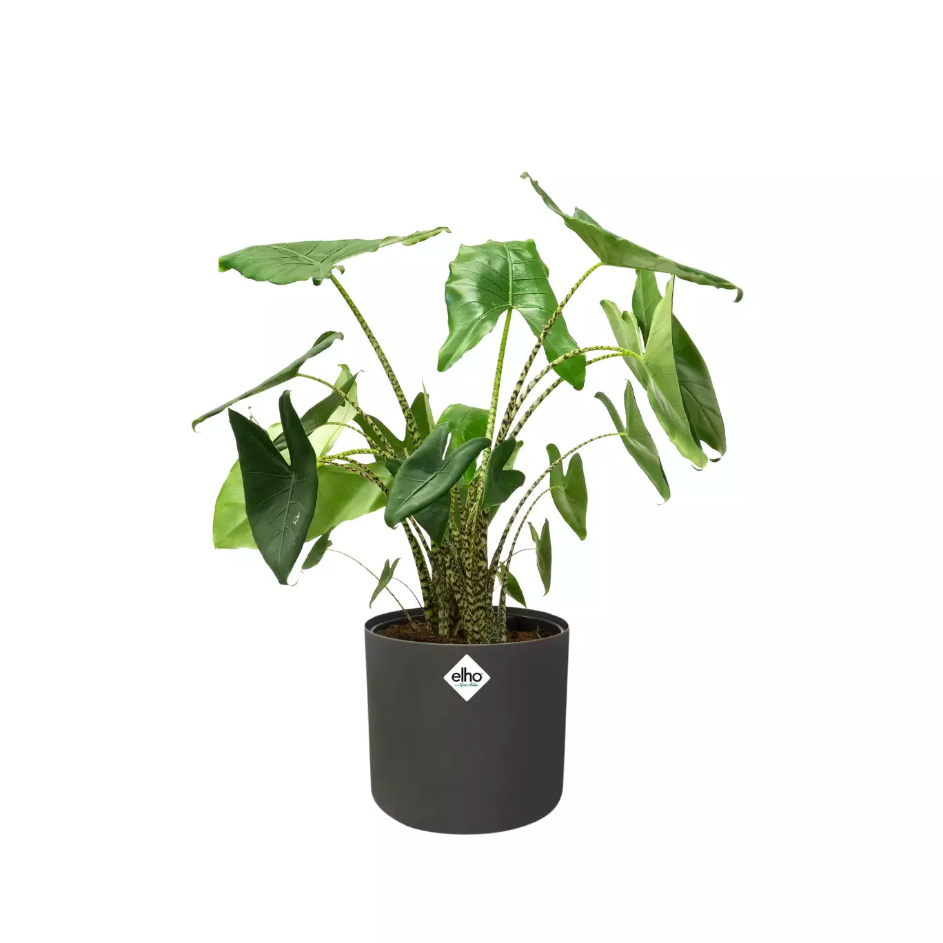 Pot de Fleurs Plastique Recyclable <br> B. for Soft