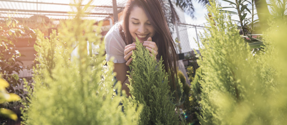 [Guide Complet] Quelles sont les Plantes qui Purifient l'Air ? ?