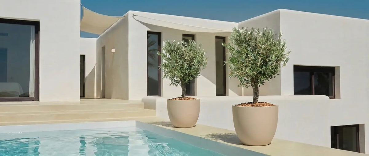 Planter et rempoter un olivier en pot [Guide Complet]
