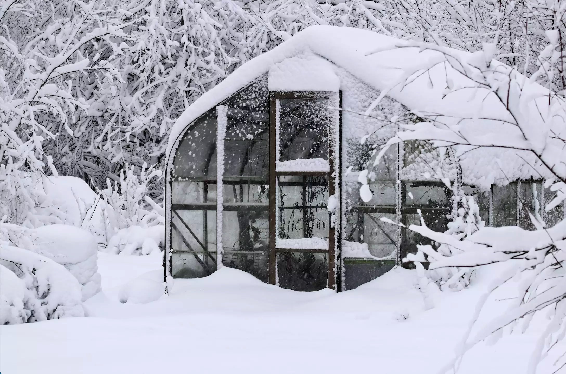 Que Cultiver en Hiver sous Serre ?