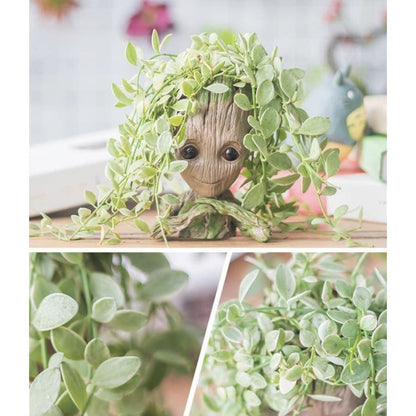 Vase <br> Groot Affectueux (x2)