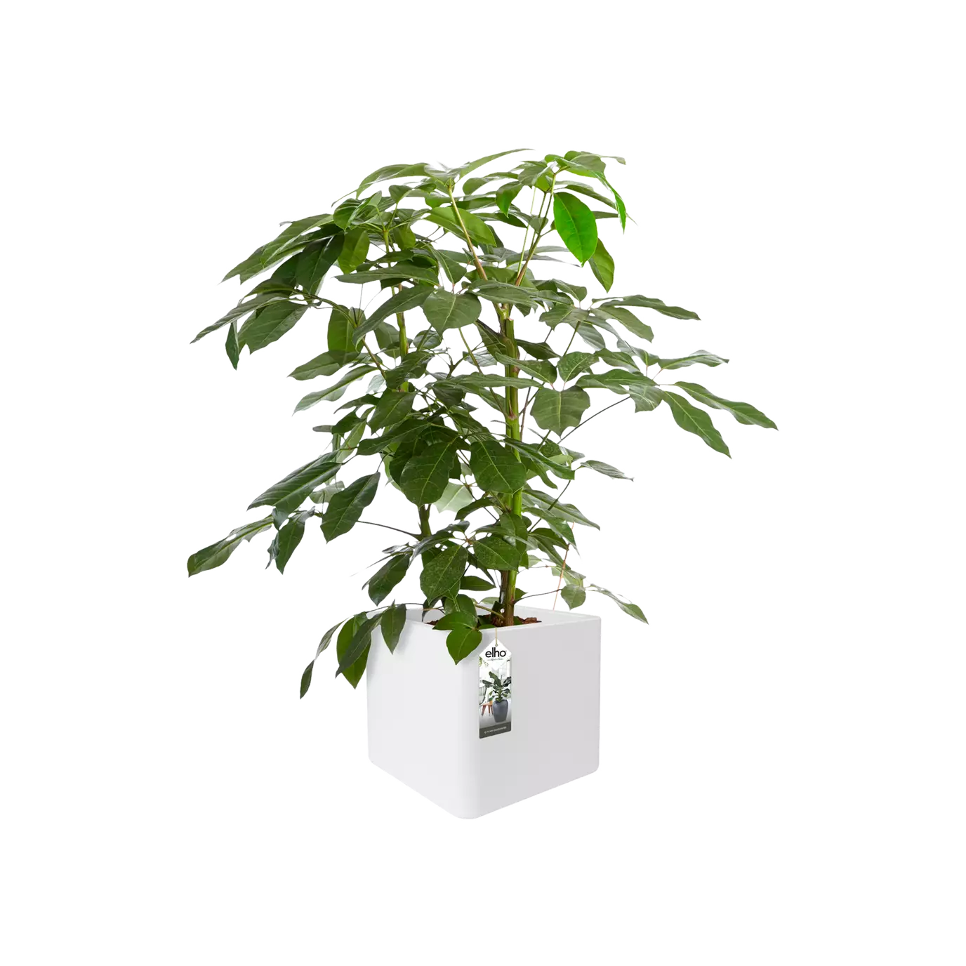 Jardinière - Pure Cube