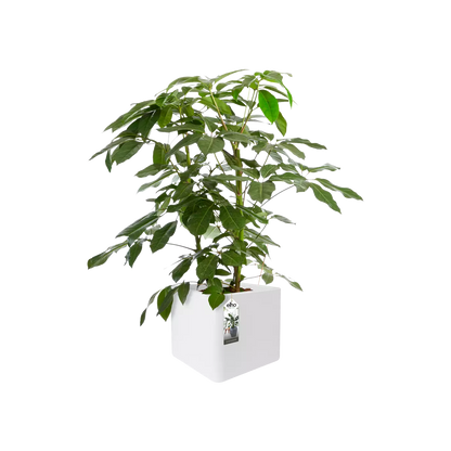 Jardinière - Pure Cube