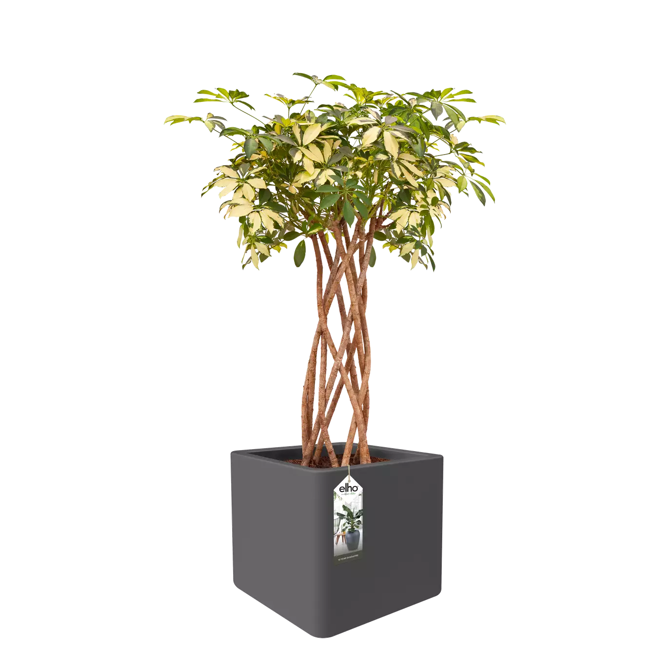 Jardinière - Pure Cube